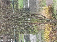 Cornus mas